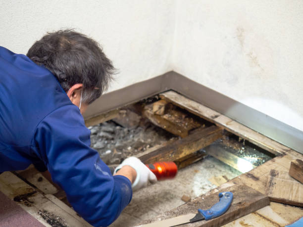 Best Certified Mold Removal  in Westmont, PA
