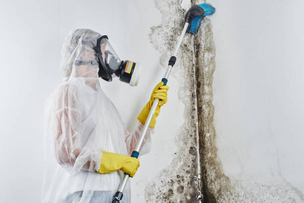 Certified Mold Removal in Westmont, PA
