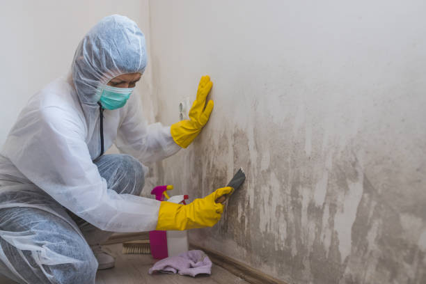 Mold Testing and Removal in Westmont, PA