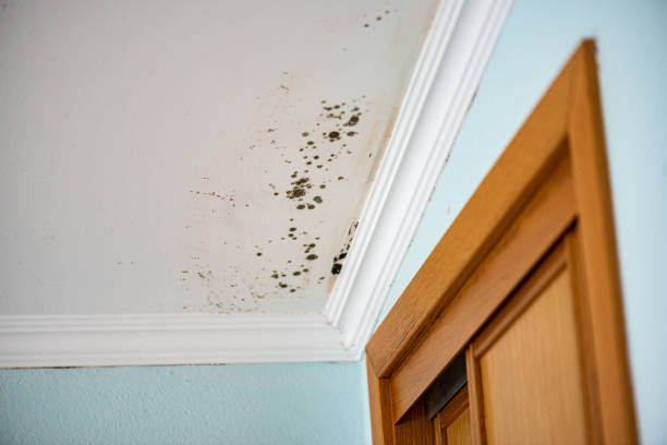 Best Black Mold Removal  in Westmont, PA