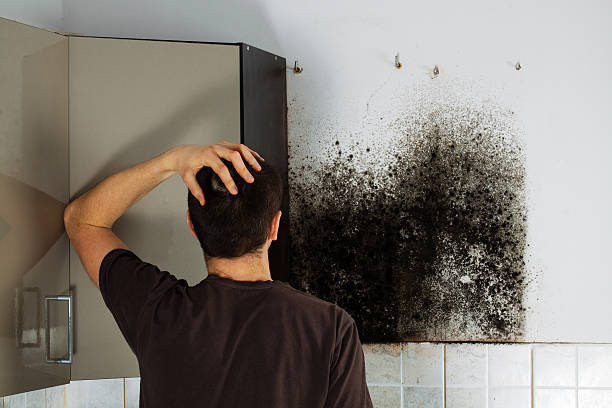 Best Mold Damage Repair  in Westmont, PA