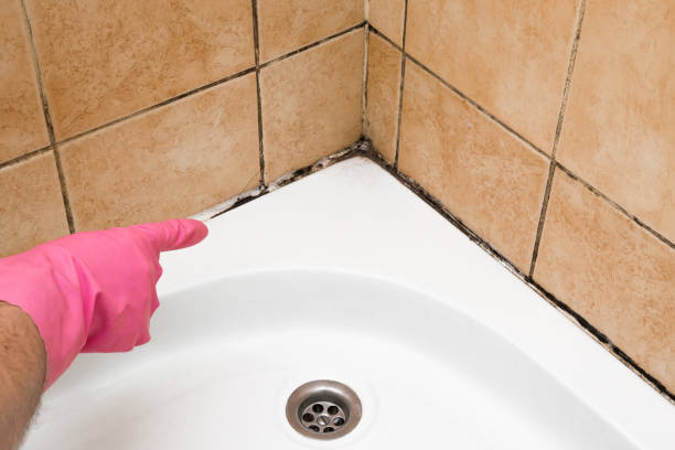 Best Mold Testing  in Westmont, PA